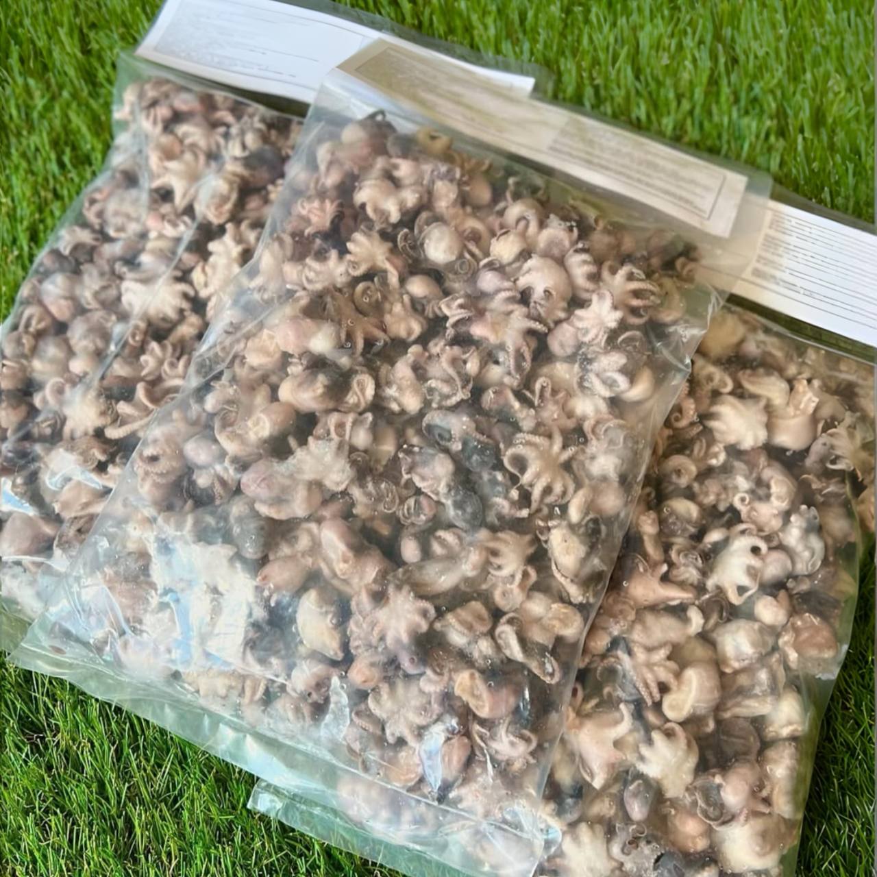 Осьминожки